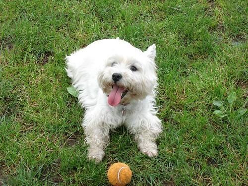 Terrier Westhighland