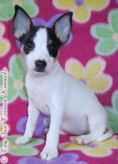 Terrier Toy