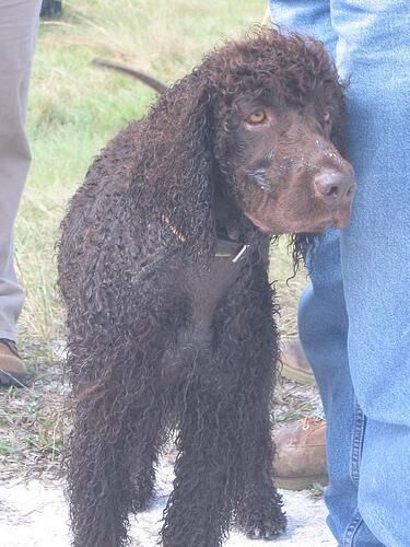 Spaniel Irish