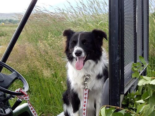 Collie