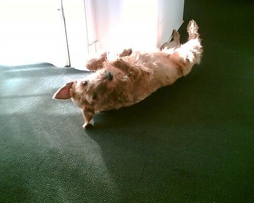 Terrier Irish