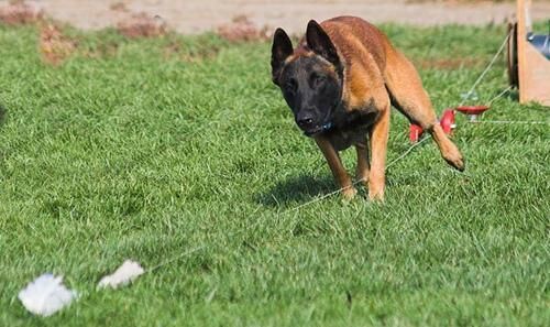 Malinois
