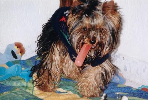 Terrier Yorkshire