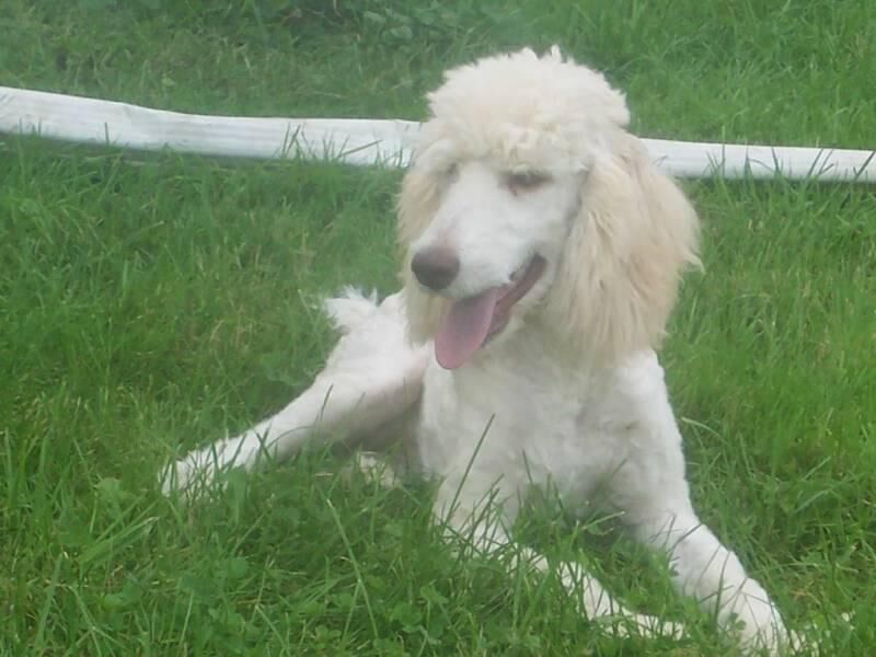 Poodle Standard