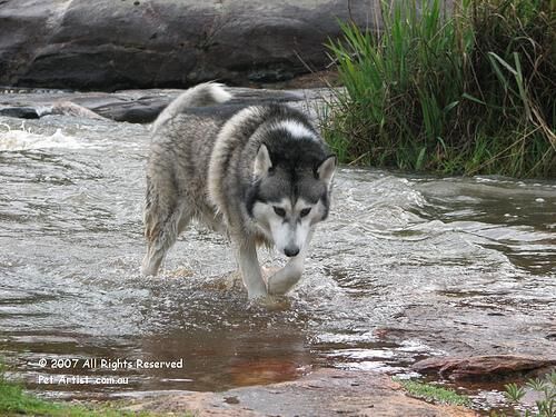 Husky