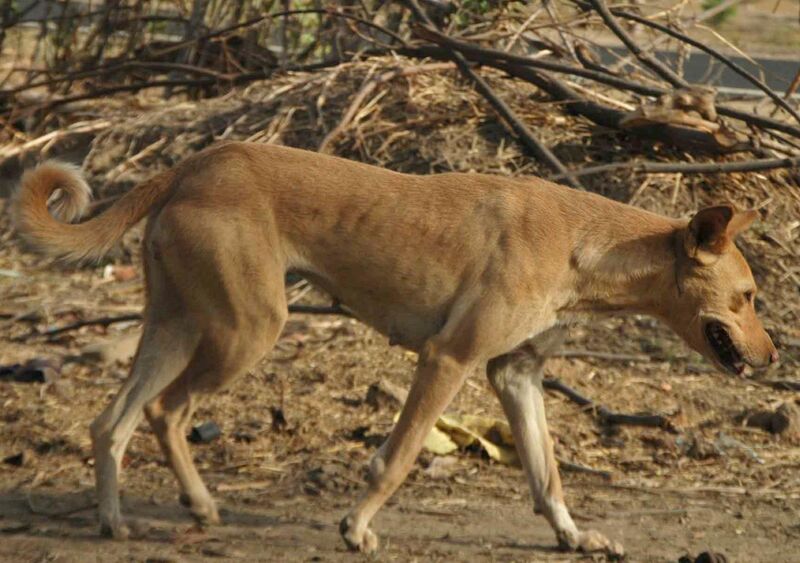 Pariah Indian