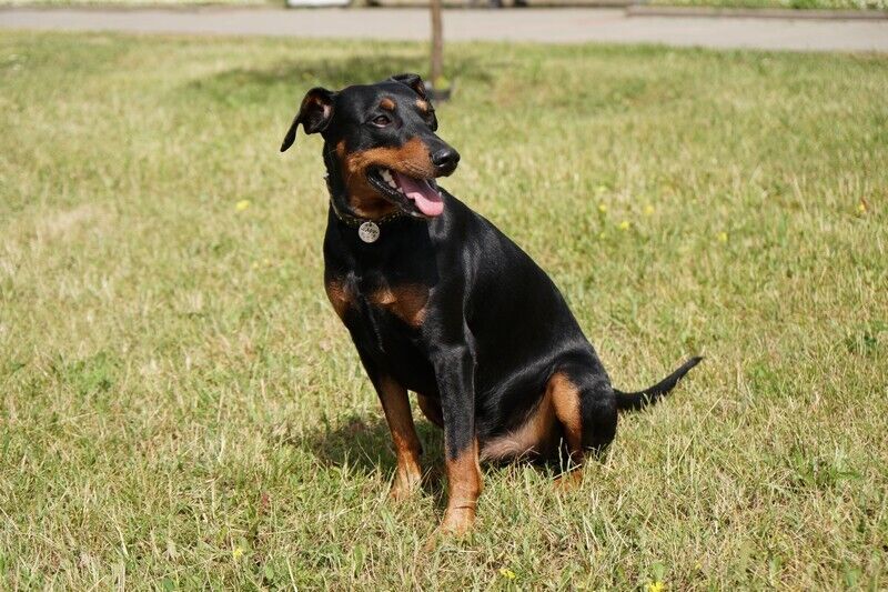 Pinscher