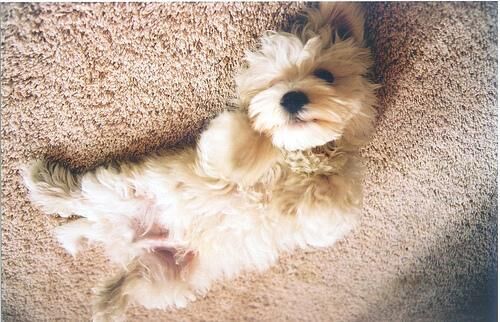 Maltese