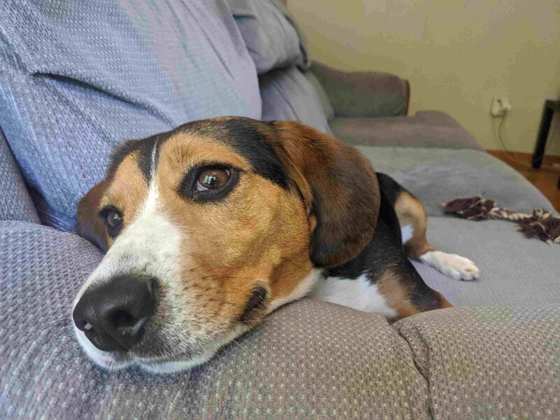 Beagle
