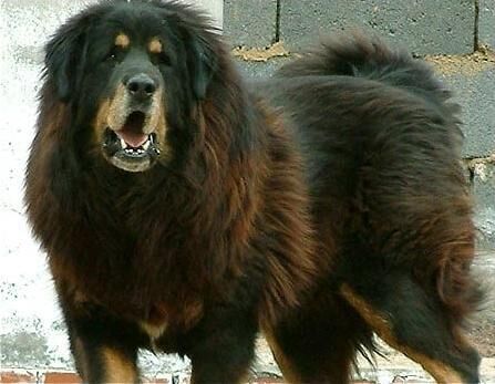 Mastiff Tibetan