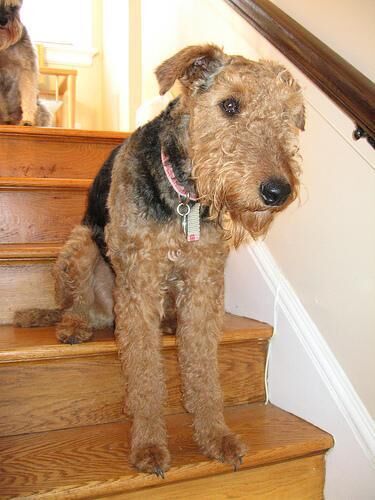 Airedale