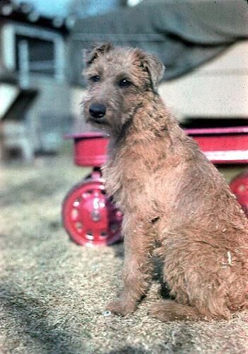 Terrier Irish