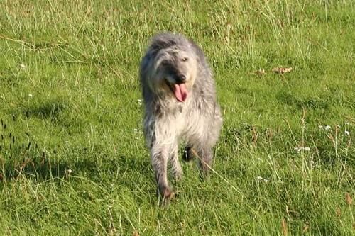 Deerhound Scottish