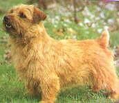 Terrier Norfolk