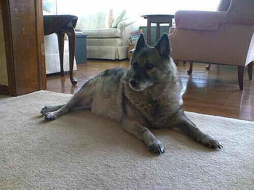 Elkhound Norwegian