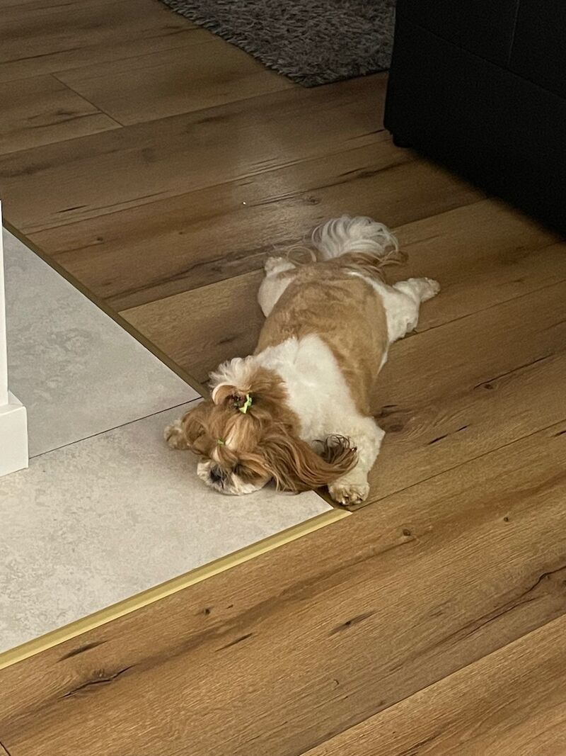 Shihtzu
