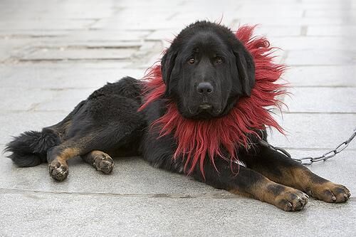 Mastiff Tibetan