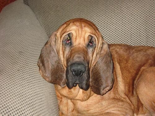 Hound Blood