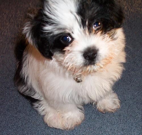 Shihtzu
