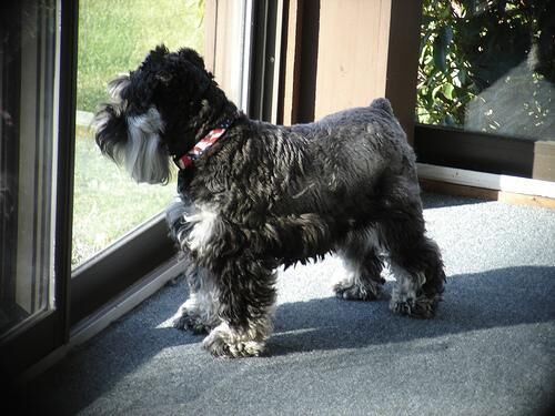 Schnauzer Miniature