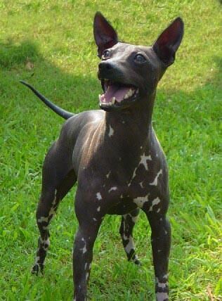 Mexicanhairless
