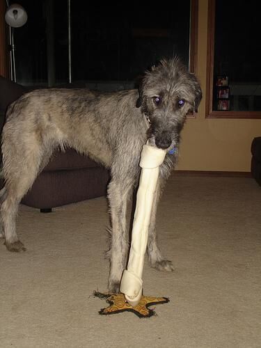 Wolfhound Irish