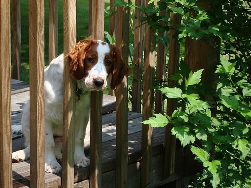 Spaniel Welsh