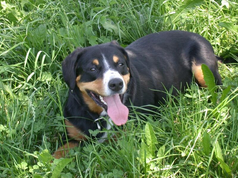 Entlebucher