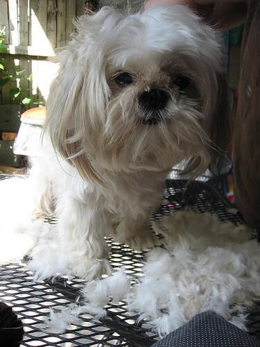 Shihtzu