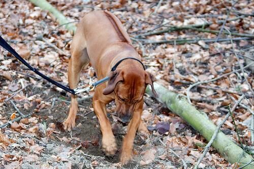 Ridgeback Rhodesian