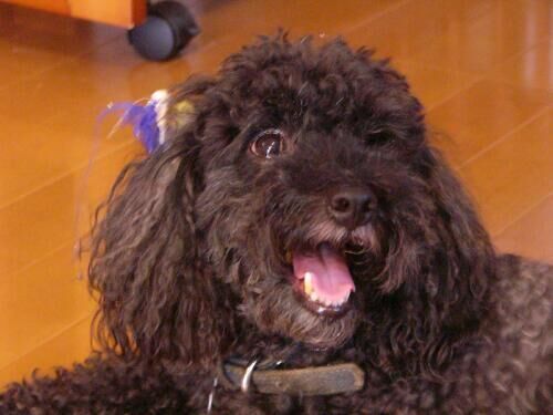 Poodle Toy