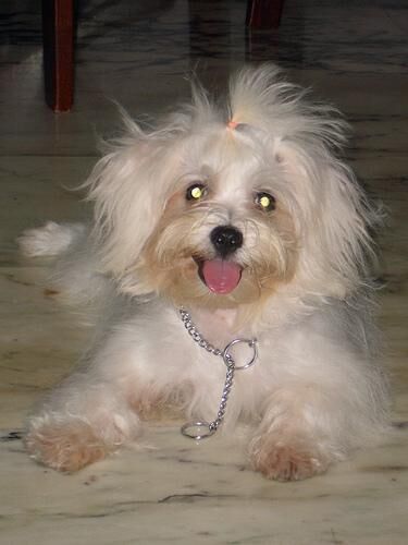 Maltese
