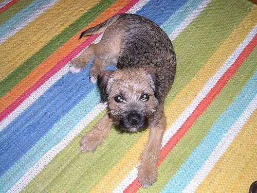 Terrier Border
