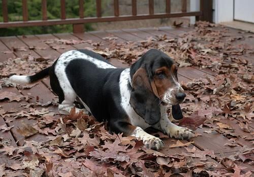Hound Basset
