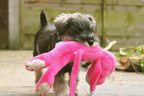 Schnauzer Miniature