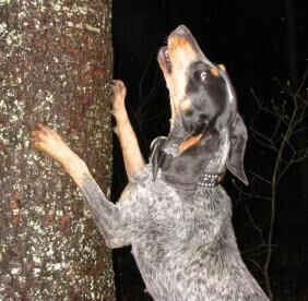 Bluetick