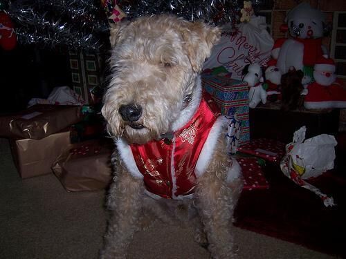 Terrier Lakeland