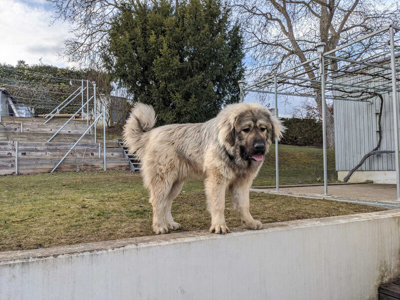 Ovcharka Caucasian