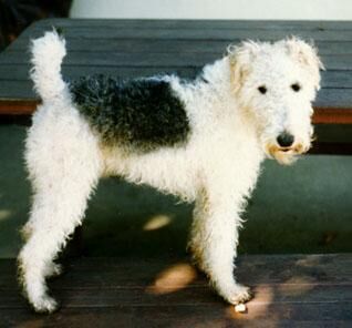 Terrier Fox