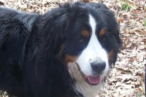 Mountain Bernese