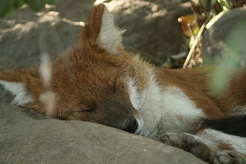 Dhole