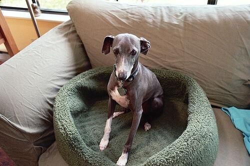 Greyhound Italian