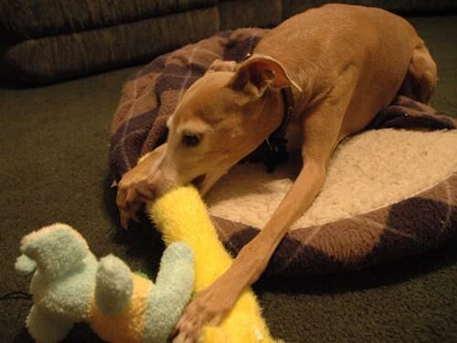 Greyhound Italian