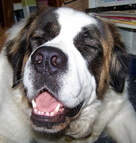 Stbernard