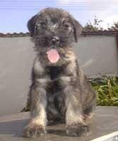 Schnauzer