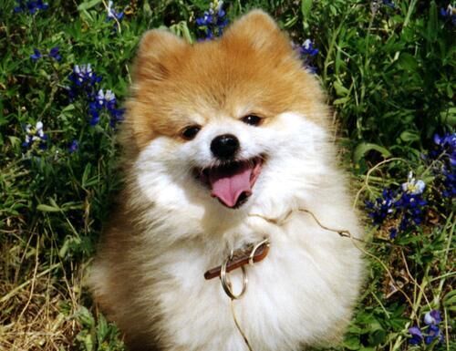 Pomeranian