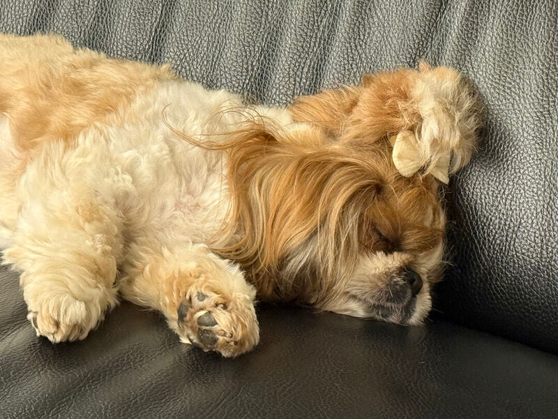 Shihtzu