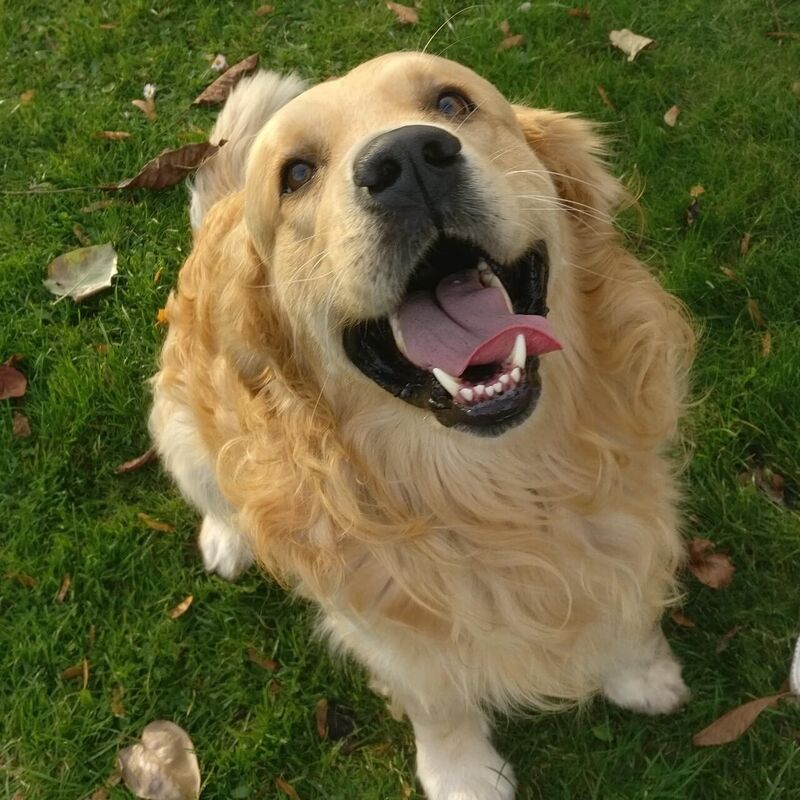 Retriever Golden