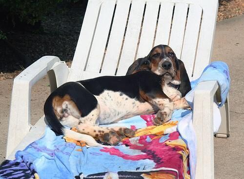 Hound Basset