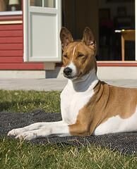 Basenji